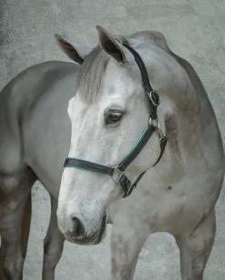 PERRIS LEATHER Halters|Perri’s® 1" Padded Leather Halter