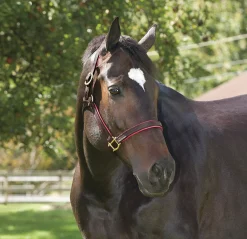 PERRIS LEATHER Halters|Perri’s® 1