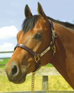 PERRIS LEATHER Stable & Stall Accessories|Halters|Perri’s® 1