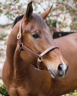 PERRIS LEATHER Halters|Perri’s® Horse Professional Show Halter