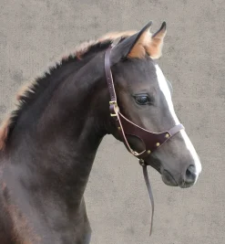 PERRIS LEATHER Halters|Perri’s® Leather Foal Halter