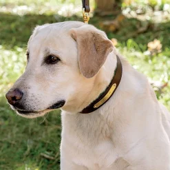 PERRIS LEATHER Collars & Leashes|Perri’s® Padded Leather Nameplate Dog Collar