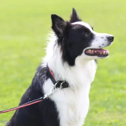 PERRIS LEATHER Collars & Leashes|Perri’s® Padded Leather Nameplate Dog Collar