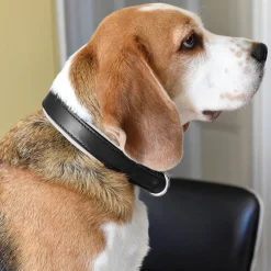 PERRIS LEATHER Collars & Leashes|Perri’s® Padded Leather Nameplate Dog Collar