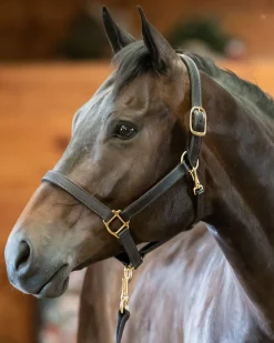 PERRIS LEATHER Halters|Perri’s® Track Style Turnout Halter with Snap