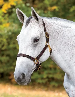 PERRIS LEATHER Halters|Perri’s® Twisted Leather Halter