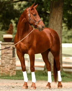 PERRIS LEATHER Halters|Perri’s® Twisted Leather Halter