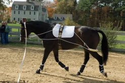 ERS Lunging & Training Equipment|Pessoa® Training System