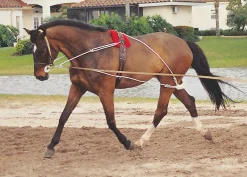 ERS Lunging & Training Equipment|Pessoa® Training System