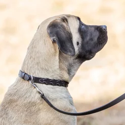 PUSHKAR INTL Collars & Leashes|Rider’s International™ Laced Rein Dog Collar