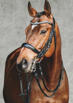 SCHOCKEMOEHLE N.A. English Bridles|Schockemöhle Equitus Gamma Double Bridle