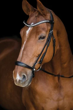 SCHOCKEMOEHLE N.A. English Bridles|Schockemöhle Pisa Drop Nose Bridle