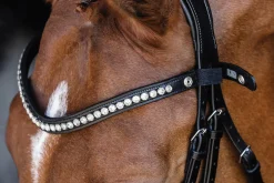 SCHOCKEMOEHLE N.A. English Bridles|Schockemöhle Pisa Drop Nose Bridle