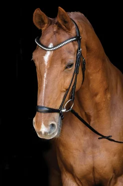 SCHOCKEMOEHLE N.A. English Bridles|Schockemöhle Pisa Drop Nose Bridle