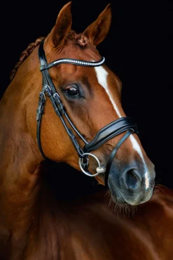 SCHOCKEMOEHLE N.A. English Bridles|Schockemöhle Malibu Bridle