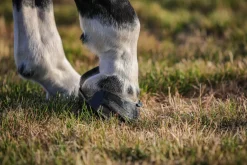 INTREPID INTL Hoof & Hock Boots|Scoot Boot Skins Glue-On - 2 Pack