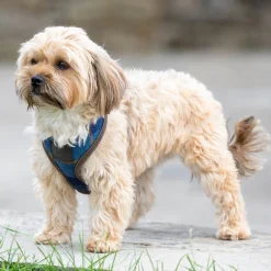 SHIRES EQUESTRIAN Collars & Leashes|Shires Digby & Fox Tweed Dog Harness