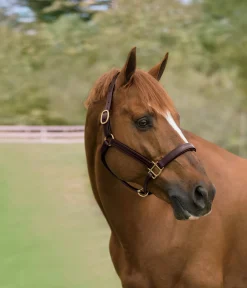 HARMOHN KRAFT Halters|Showmark™ Classic Fancy-Stitched Leather Halter