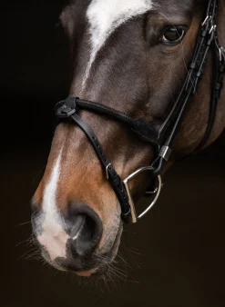 STUBBEN N.A. English Bridles|Stübben Pro Jump Bridle with Rope Noseband & Removable Flash