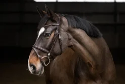 STUBBEN N.A. English Bridles|Stübben Pro Jump Bridle with Removable Flash Noseband