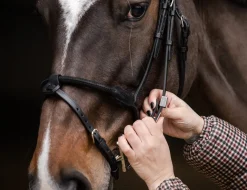 STUBBEN N.A. English Bridles|Stübben Pro Jump Bridle with Removable Flash Noseband
