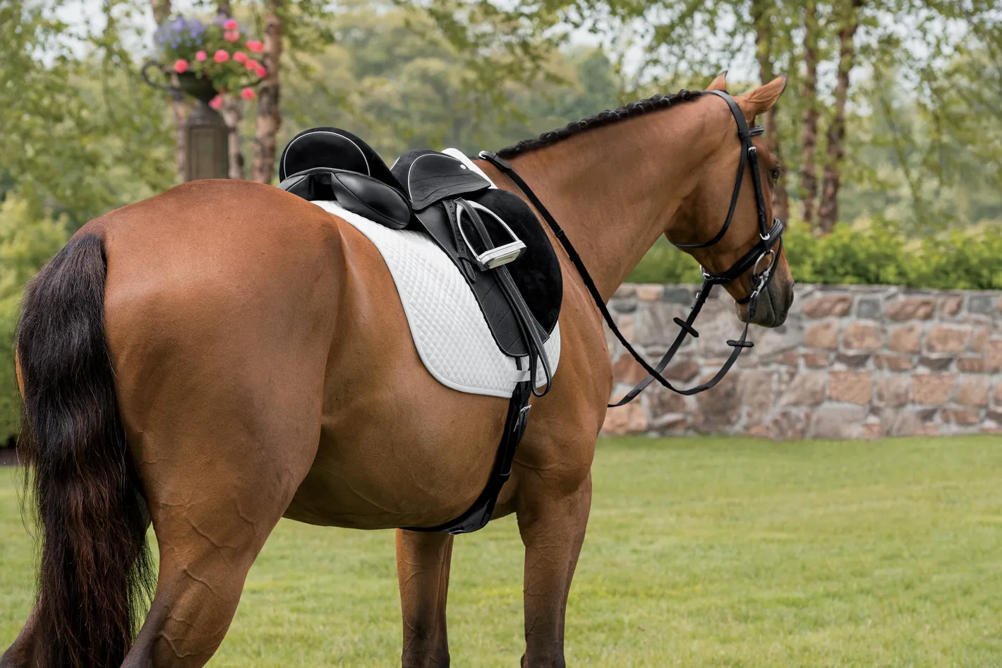 CUSTOM SADDLERY English Saddles|Steffen's Advantage Buffalo Single Flap Dressage Saddle