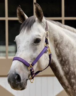 TEXT HORSE Halters|Suffolk™ Heavy Nylon Halter with Breakaway Crown