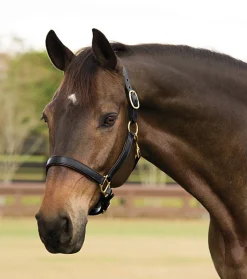 KINGS INTERNATIONAL Halters|Suffolk™ Lined Halter