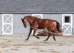 TEXT HORSE Lunging & Training Equipment|Suffolk™ Side Reins with Elastic