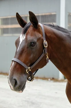 PUSHKAR INTL Halters|Suffolk™ Triple-Stitched Halter