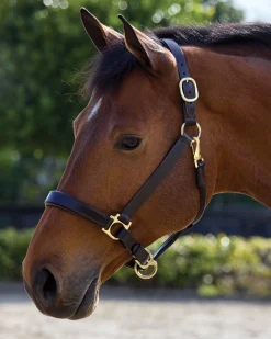 PUSHKAR INTL Halters|Suffolk™ Everyday Halter