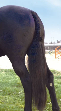 PROFESSIONALS CHOICE Braiding & Tails|Tail Tamer® Hunter Trophy Tails™