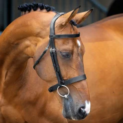 SHIRES EQUESTRIAN English Bridles|Velociti Lusso Hunter Caveson Bridle
