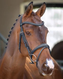 SHIRES EQUESTRIAN English Bridles|Velociti Lusso Padded Raised Flash Bridle