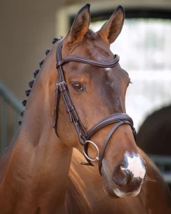 SHIRES EQUESTRIAN English Bridles|Velociti Lusso Padded Raised Flash Bridle