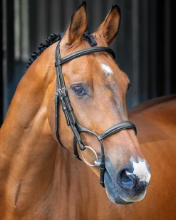 SHIRES EQUESTRIAN English Bridles|Velociti Lusso Rolled Padded Caveson Bridle