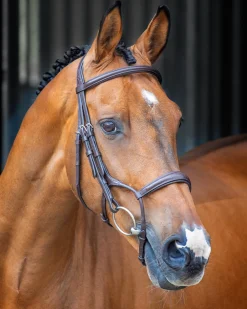 SHIRES EQUESTRIAN English Bridles|Velociti Lusso Rolled Padded Caveson Bridle