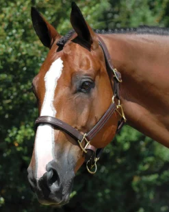 WORLD EQUSTRN BRNDS Halters|Vespucci Fancy Stitched Halter