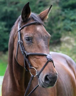 WORLD EQUSTRN BRNDS English Bridles|Vespucci Square Raised Figure-8 Bridle