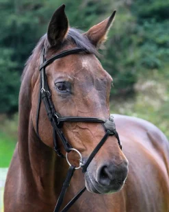 WORLD EQUSTRN BRNDS English Bridles|Vespucci Square Raised Figure-8 Bridle