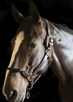 WALSH PRODUCTS Halters|Walsh™ Rope Nose British Halter