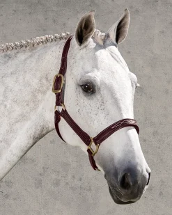 WALSH PRODUCTS Halters|Walsh™ Signature Padded Halter
